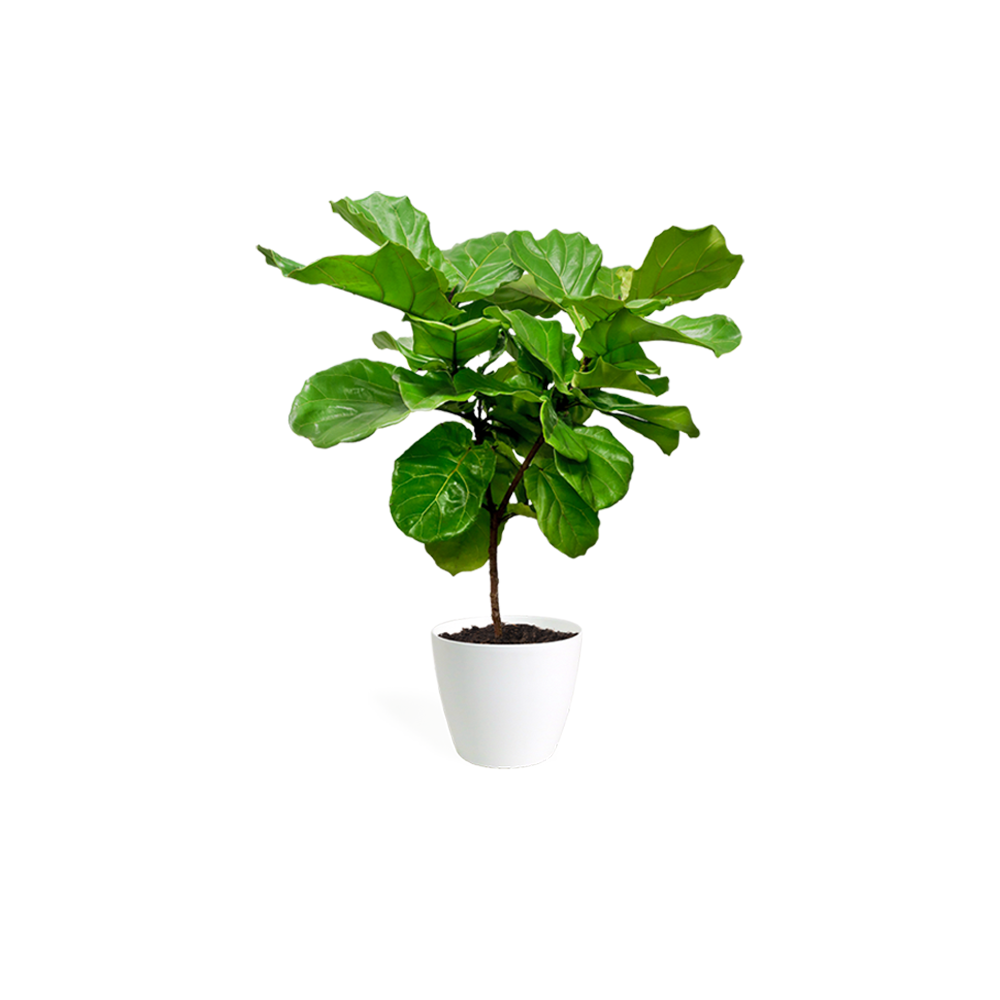 Printed Dress material