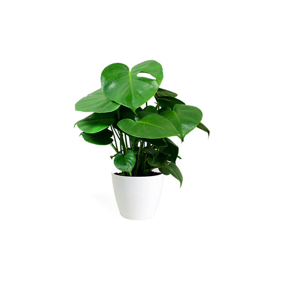 Printed Summer Dress