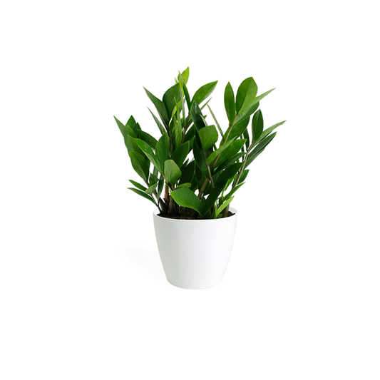 Black umbrella in handle