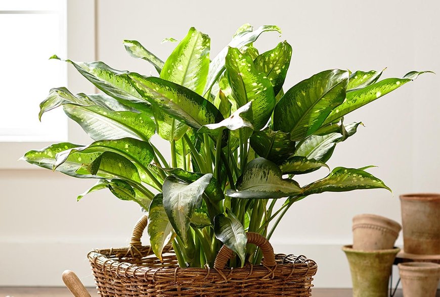 Lorem ipsum dolor sit amet