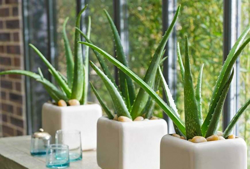 Nec intellegat deseruisse te