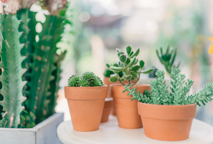 Viderer voluptatum te eum