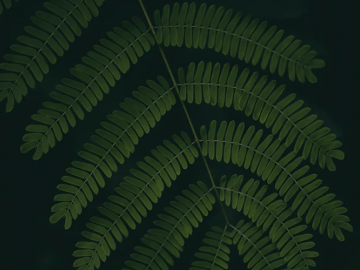 Newsletter Popup Image