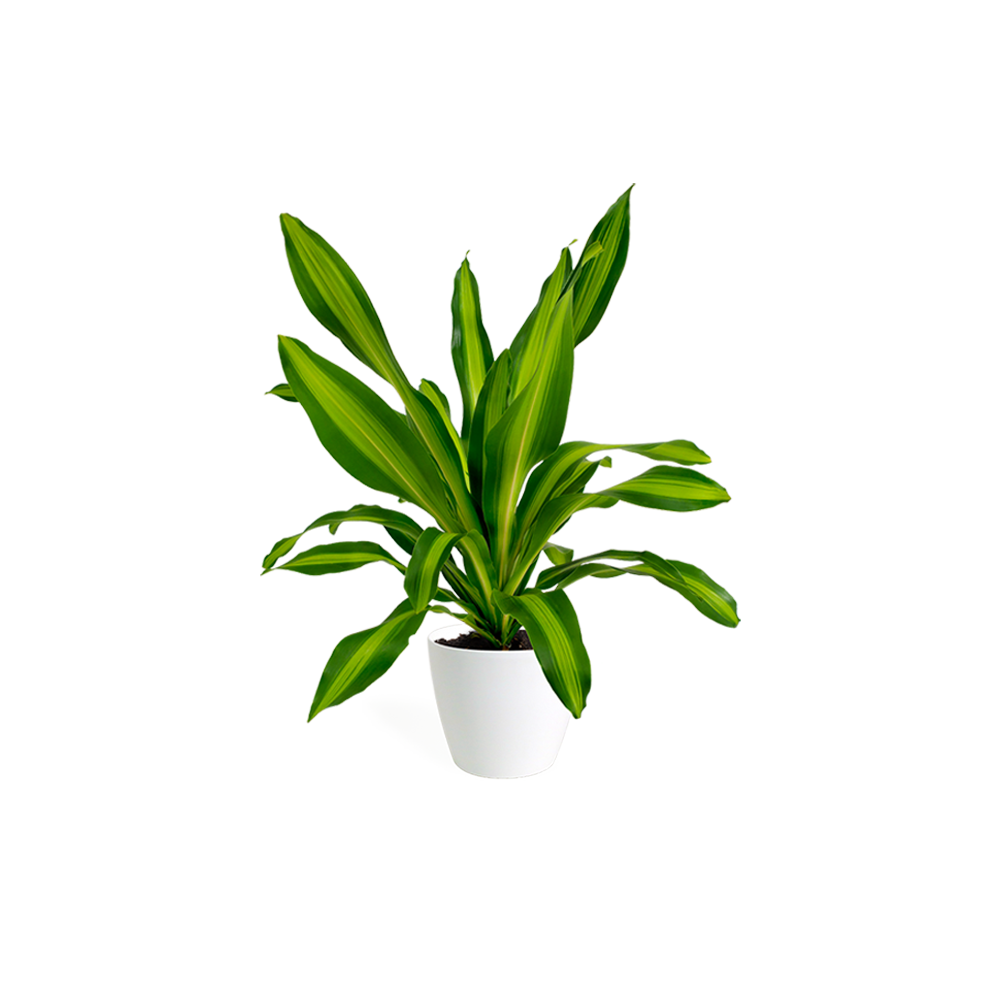 Faded Short neckline