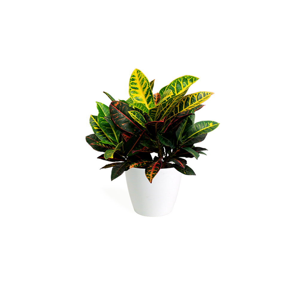 Faded Short neckline