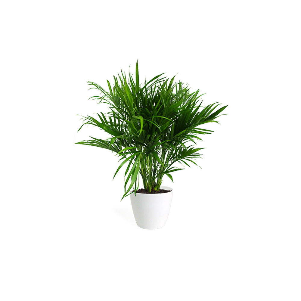 Faded Short neckline