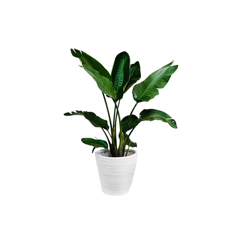 Ligula convallis pulvinar