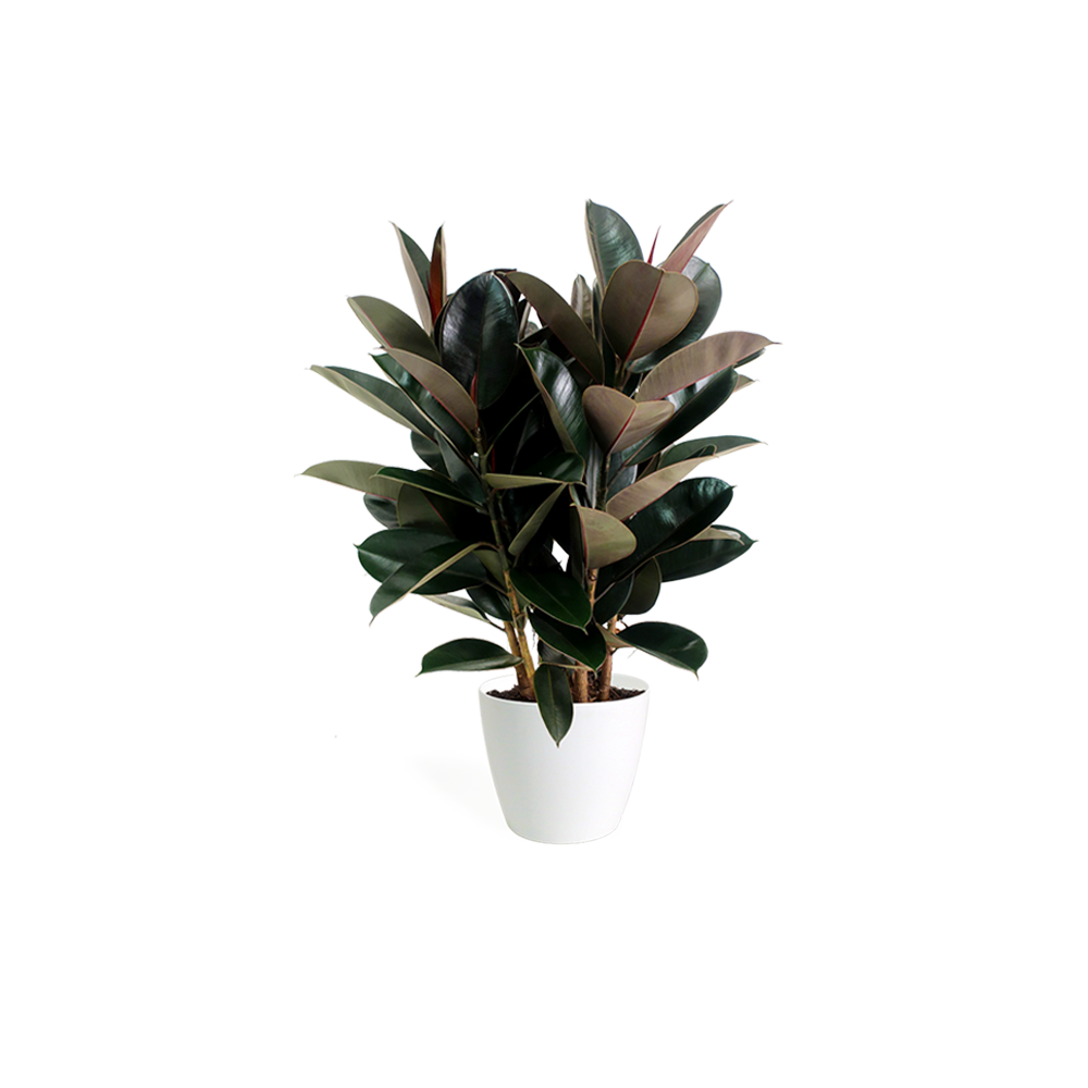 Printed Dress sleeves