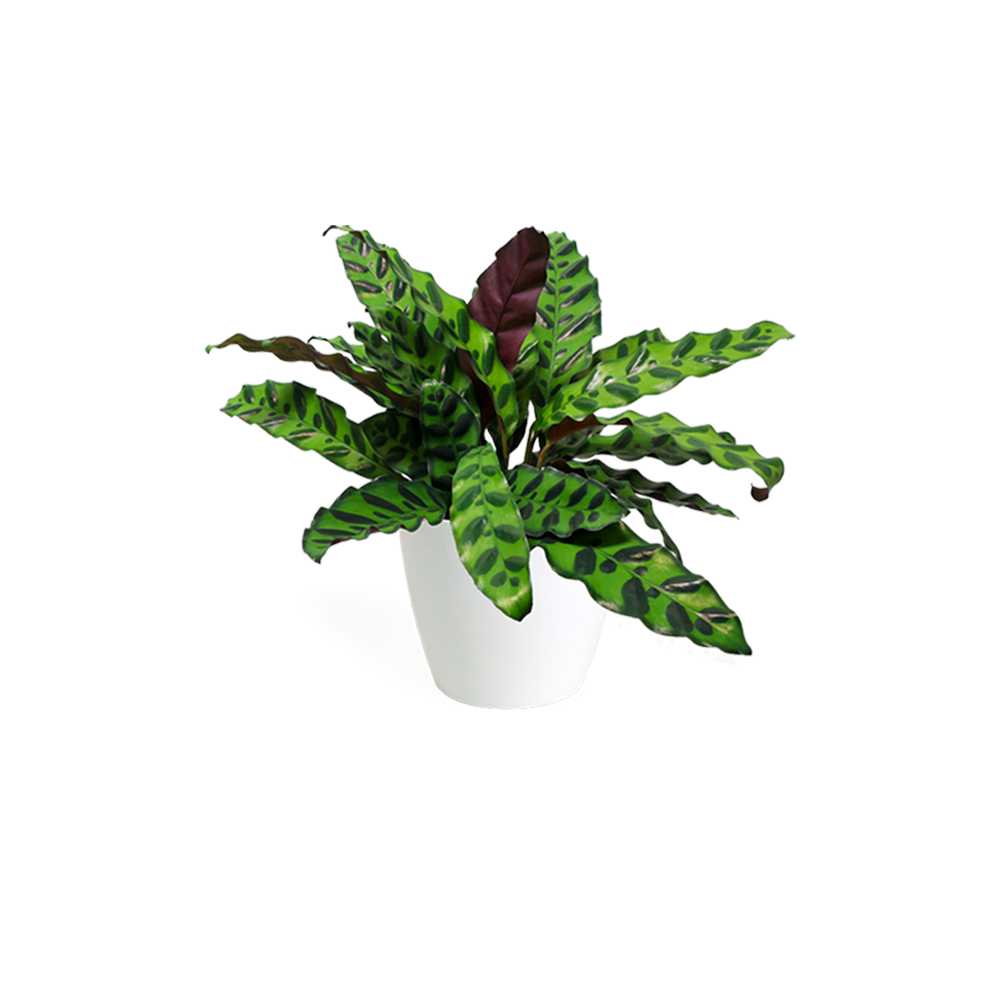 Printed Summer Dress