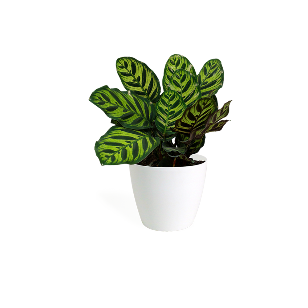 Printed long type skirt