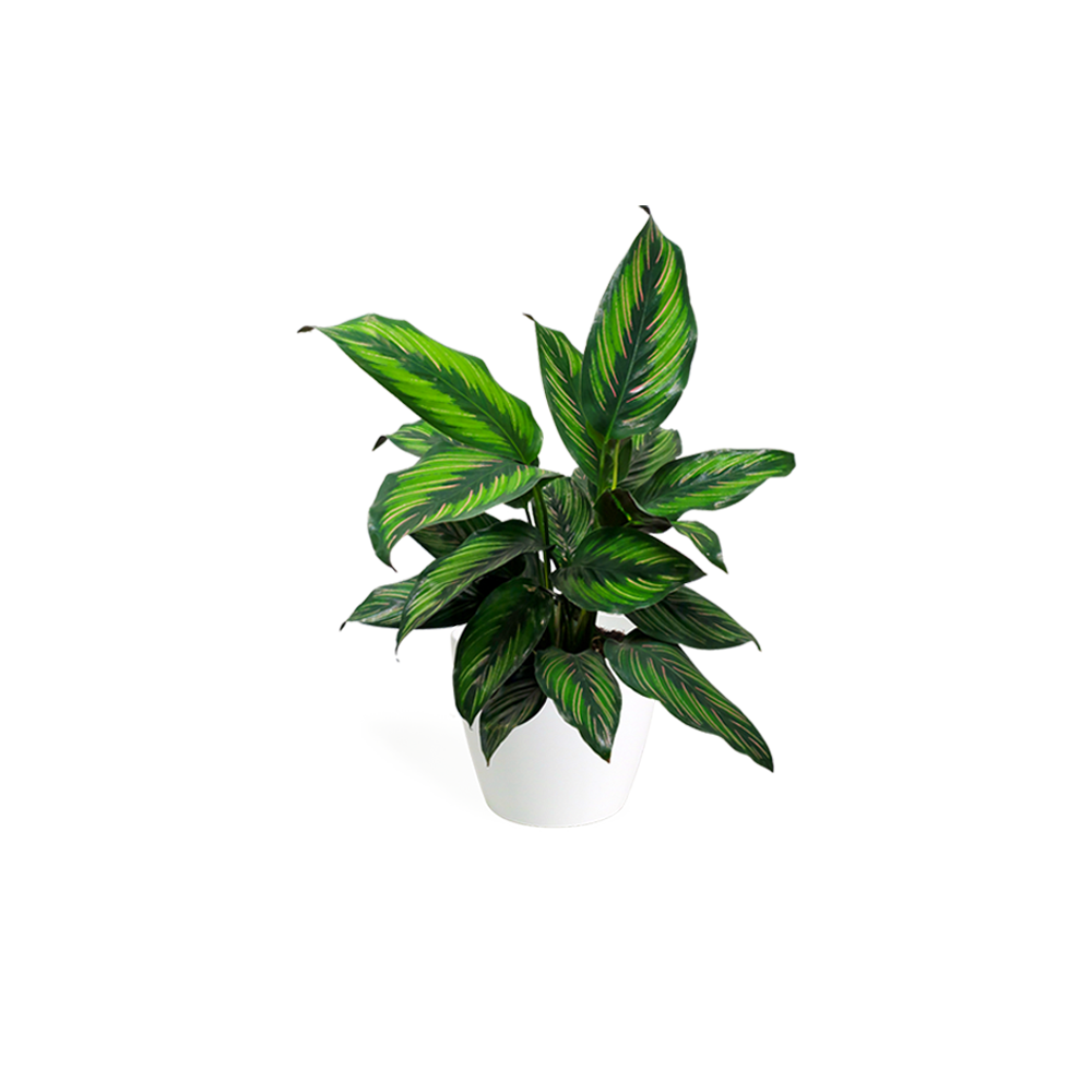 After decaf phone case