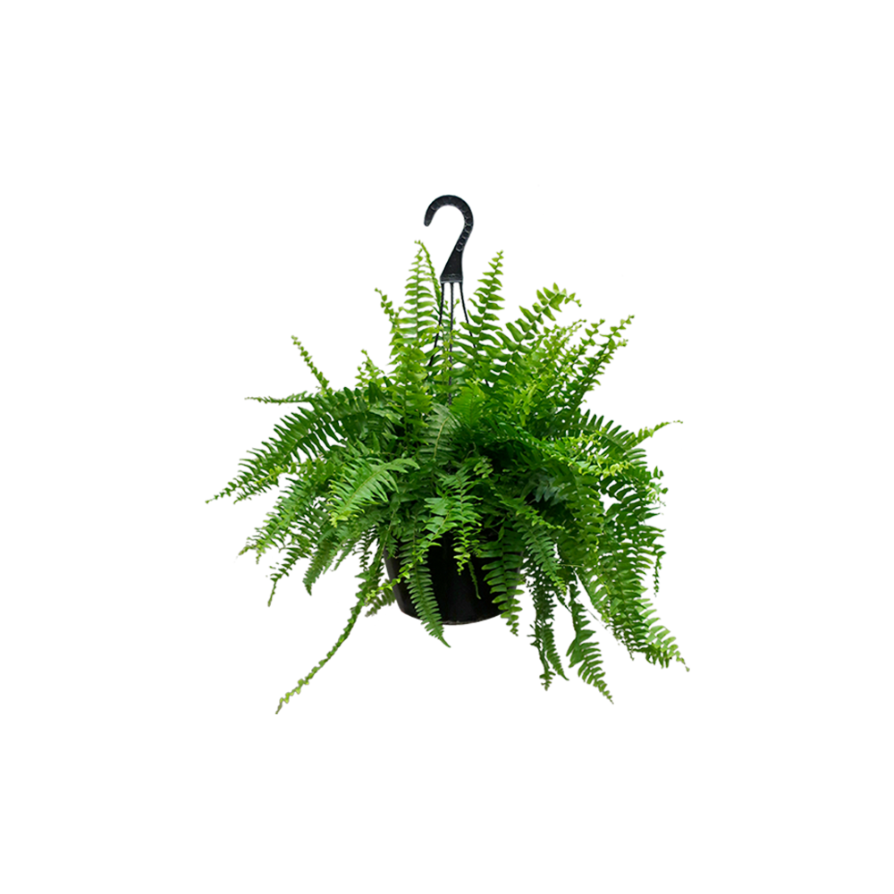 Backpack double strap