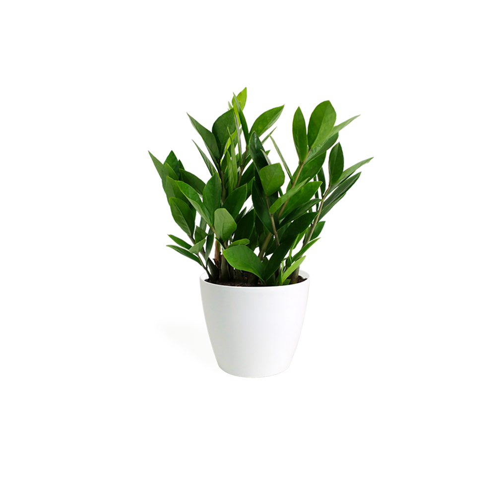 Backpack double strap