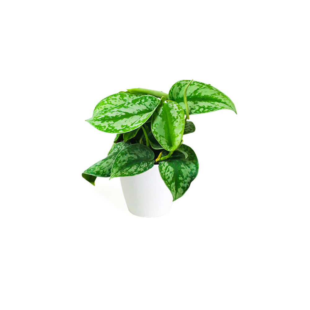 Basic Korean-style coat