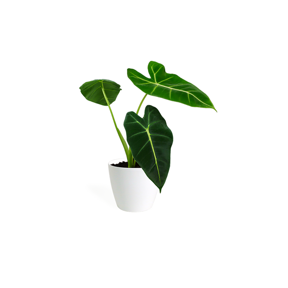 Brown bear in handle